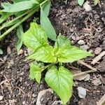 Circaea alpina Leaf