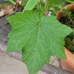 Sparrmannia africana Leaf