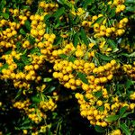 Pyracantha angustifolia Ffrwyth