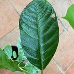 Rollinia mucosa Leaf