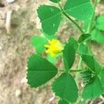 Medicago truncatula Blad