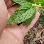 Teucrium canadense Foglia