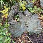 Gunnera tinctoria Folio