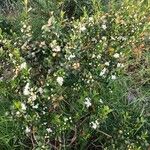 Myrtus communisFleur