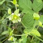 Silene baccifera Flor