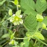 Silene baccifera Žiedas