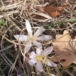 Colchicum alpinum Blüte