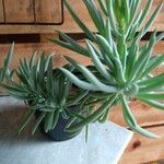 Dudleya edulis Flor