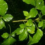 Parmentiera valerii Leaf