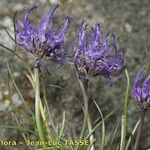 Phyteuma hedraianthifolium Flower