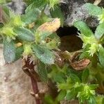 Valantia muralis Leaf