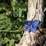 Veronica fruticans Fleur