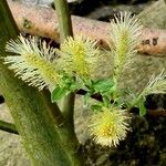 Salix bicolor Blomma