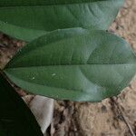 Celtis prantlii Hoja