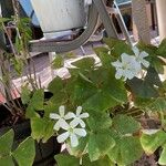 Oxalis triangularis Flower