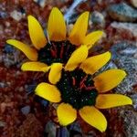 Gazania tenuifolia