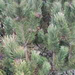 Pinus mugo Costuma