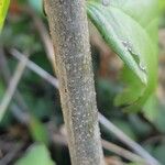 Dalbergia ecastaphyllum Bark