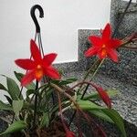Cattleya brevipedunculata Çiçek