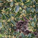 Buxus sempervirens Blatt