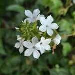 Plumbago zeylanicaBlüte