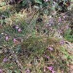 Agalinis tenuifolia Blomst