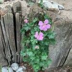 Geranium dalmaticum Flower