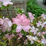 Rhododendron simsii Fleur