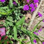 Verbena rigidaFulla