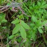 Vaccinium myrtilloides Leaf