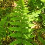 Thelypteris noveboracensis Leaf