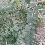 Astragalus obtusifolius Leaf