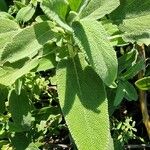 Salvia fruticosa Leaf