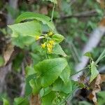 Senecio deltoideus Flor