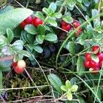 Vaccinium macrocarpon Fruit