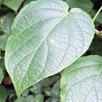 Clerodendrum welwitschii Leaf