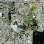 Emmenanthe penduliflora Pokrój
