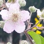 Rubus ulmifoliusFlower