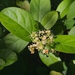 Viburnum odoratissimum Folha