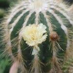 Parodia magnificaFlower