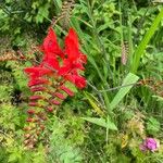 Crocosmia x crocosmiiflora Flor