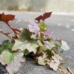 Mycelis muralis Feuille