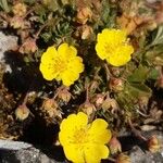 Potentilla incana Blomma