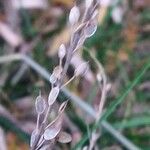 Draba incana Hoja
