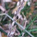 Draba incana List