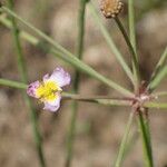 Baldellia ranunculoides Fiore