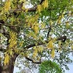 Quercus palustris Цветок