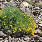 Coronilla minima عادت داشتن