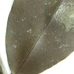 Micropholis trunciflora Otro