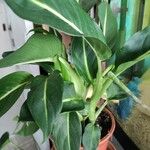 Dieffenbachia oerstedii Hoja